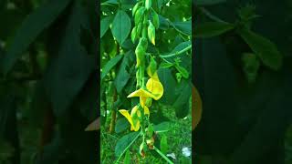 Crotalaria longirostrataflowers naturewithtuli shortsviral paharpur bangladesh heritage [upl. by Suilienroc830]