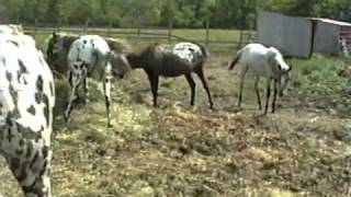 Appaloosa Horses [upl. by Farly776]