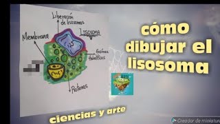 Como dibujar un lisosoma fácil y rápido organelos celulares ciencias naturales [upl. by Mauchi]