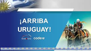 CARRERAS MARONAS 230624  EN VIVO  URUGUAY [upl. by Yelrebmik]