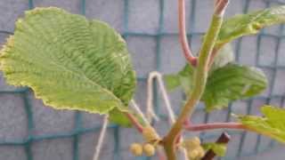 Kiwi Tree Flowers on This Years Growth [upl. by Bernelle]