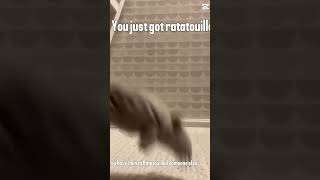 you just got ratatouilled shorts viral ratatouille food meme rat comedy [upl. by Ativad]