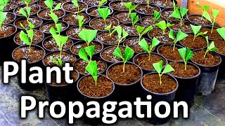 Rooting Your Own Cuttings for a Fast Growing Privacy Screen  English Laurel Plant Propagation [upl. by Ankney]