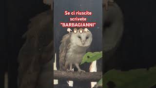 il Barbagianni Zecchino 🦉🦉🦉 [upl. by Nel588]