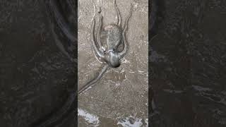 The octopus got scared into the hole😱quotyoutubeshorts [upl. by Las]