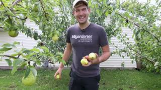 Tasting and Comparing All The Pear Varieties Im Growing [upl. by Tranquada]