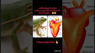 Frog heart experiment එක බලල තියනවද ඔයාලා 🥺😮 microscope biology trending lifescience [upl. by Terhune]