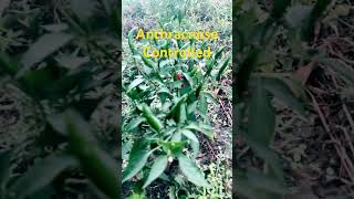 Hot peppers protected from Anthracnose farming trending vegetablefarming [upl. by Mick]