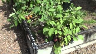 Top Self Seeding FREE amp Easy Food Plants from the Vegetable Garden [upl. by Ahseik]