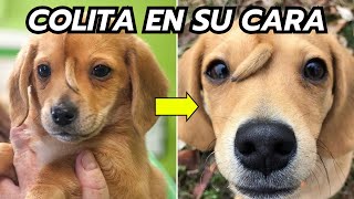 15 Animales Más Inusuales Del Mundo  INCREÍBLE [upl. by Celia]