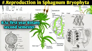 Sphagnum part2  Reproduction in Sphagnum Bryophyta  BSc Second year Botany [upl. by Fevre]