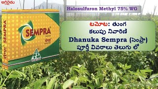 Dhanuka Sempra సెంప్రా in Telugu  తుంగ కలుపు నివారిణి టమాటో పంట [upl. by Raual]