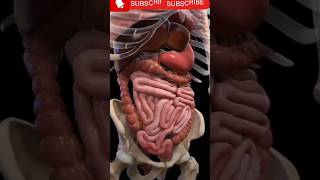 Human physiology 3d anatomy doctor3danimation heartliverintestine3danimation 3danatomy bio [upl. by Waynant]