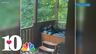 How Cute Bears in a hot tub in Gatlinburg [upl. by Emerej]