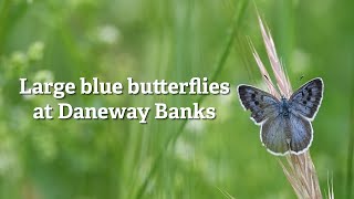 Large blue butterflies at Daneway Banks [upl. by Ocihc419]