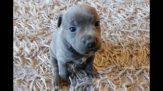 Staffordshire Bull Terrier With Puppies 2019 Staffy [upl. by Theo]