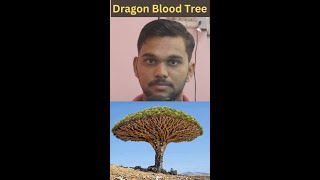 Dragon Blood Tree ड्रैगन ब्लड ट्री ytshortsindia shorts [upl. by Pas21]