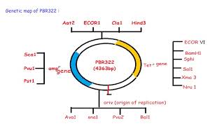 RECOMBINANT DNA TECHNOLOGYModule 1 [upl. by Ontine]