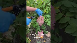 Deadheading hydrangeas before the winter  gardeningtips gardening shortsviral garden [upl. by Pammi]