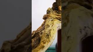 applying lime sulfur to preserve dead woodbonsai vitex parviflora [upl. by Beutler916]