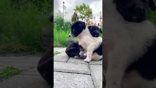 348 Cute puppy sparkling and growing upbabydog shorts viral pets cute [upl. by Onivag]