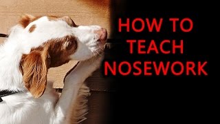 How to Train Your Dog to Search for Scent in K9 Nosework [upl. by Assenay]