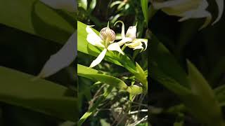 Prosthechea fragrans P aemula [upl. by Erhart]