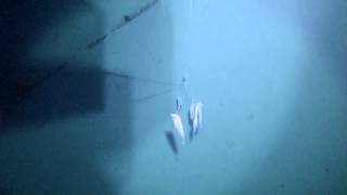 Deep dropping for Golden tilefish in Dry Tortugas 800 underwater video [upl. by Ahola409]