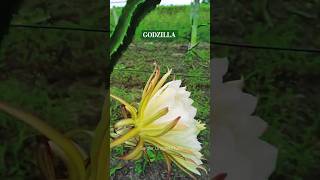 Godzilla Dragon Fruit flower [upl. by Nnylkcaj]