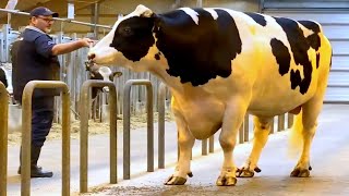 Huge Holstein Friesian Bulls [upl. by Orvil24]