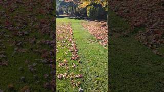 Mulching the leaves away satisfyinglawncare vlog shorts lawnmower zeroturnmower [upl. by Ydnirb283]