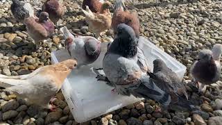 My Modena Pigeons Breeding [upl. by Babby949]