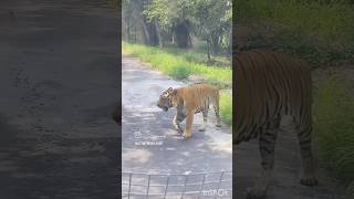 Tiger on road  Bannerghatta Zoo  Bannerghatta national park animals [upl. by Lipson]