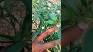 FMC Benevia spay Cyantraniliprole 1026WW insecticidas 240ml shorts viralvideo మిర్చి [upl. by Shellie]