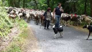 Transhumance cévenole départ du troupeau de Francis Couderc [upl. by Harv]