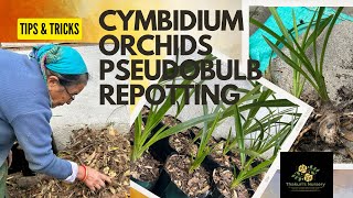 Cymbidium Pseudobulb Potting with 78 years old Ama  Gardening Orchids Tutorial Flowerstips [upl. by Marcel830]