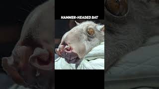 SCARIEST Looking Animal on this Planet😲  Hammer headed Bat [upl. by Bocaj929]