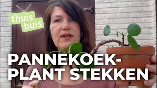 In 10 minuten een pannenkoekplant stekken  ThuisLeren [upl. by Ime]