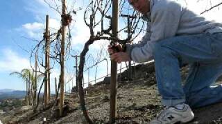 Head Prunning Stand Alone Grape Vines [upl. by Yarvis]