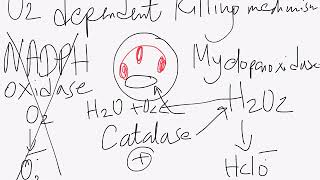 USMLE step 1 concepts chronic granulomatous disease [upl. by Enoj70]