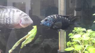 Black belt cichlid Vs Jack Dempsey [upl. by Claudine]