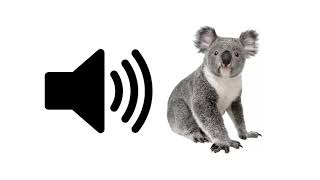 Koala  Sound Effect  ProSounds [upl. by Tiffi]