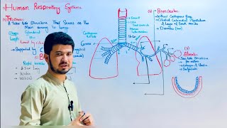 Human respiratory system class 12 in Pashto [upl. by Inait248]