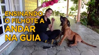 Ensinando o filhote a andar na guia  Momento Pet  Adestramento [upl. by Sadonia]