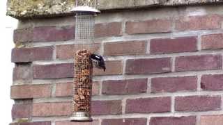 Zwarte mees Periparus ater aan de voederplaats op het terras [upl. by Hilarius441]