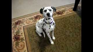 Andie the smart dalmatian puppy [upl. by Lontson]