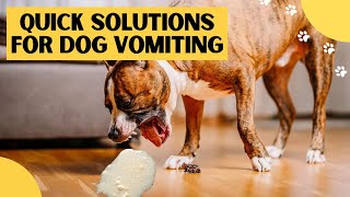 What to Do if Your Dog Is Vomiting Quick Remedies [upl. by Sears795]