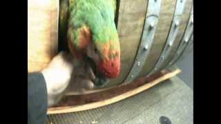 Ultimate Macaw Wine Barrel Nest Box Pt2 Cut in door amp pre set up examination of 4 [upl. by Anirtal]