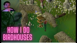 how i do bird house runs in osrs [upl. by Cecilla]