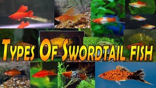 Types Of Swordtail fish Xiphophorus helleri fish room tropical fish [upl. by Nath842]